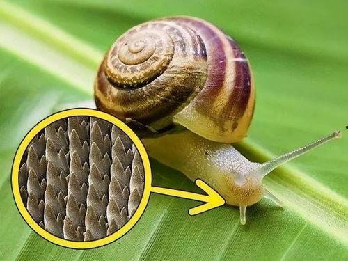 蜗牛吃葫芦瓜视频,一场奇妙的食草冒险