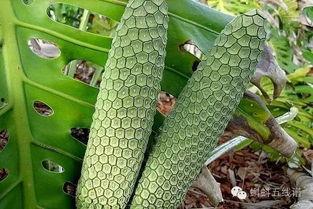 吃货主播吃蛇瓜视频,吃货主播挑战蛇瓜美味大揭秘