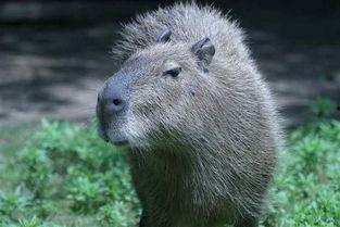 中国水豚吃瓜视频,萌态十足引网友热议