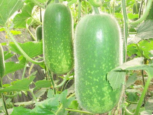 外地人吃土瓜视频大全集,趣味视频大盘点