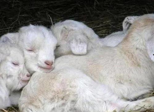 大方瓜如何喂羊羔吃视频,轻松掌握羊羔喂养技巧